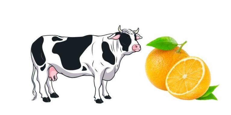 Les vaches peuvent-elles manger des oranges ? Précautions et avantages