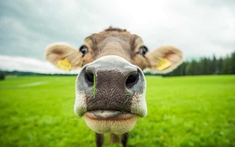 cows eating chocolate