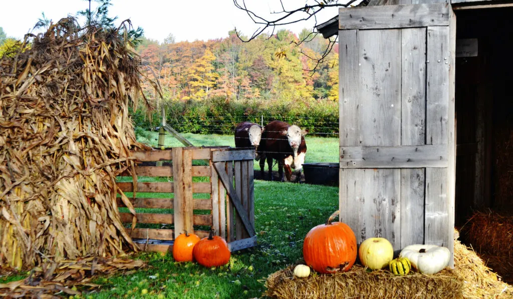 cows looking beyond the pumpkin