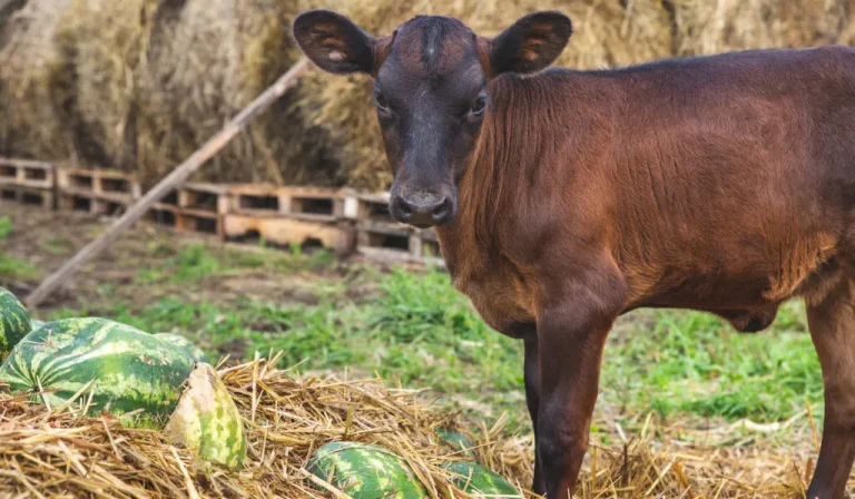 Les vaches peuvent-elles manger de la pastèque ?