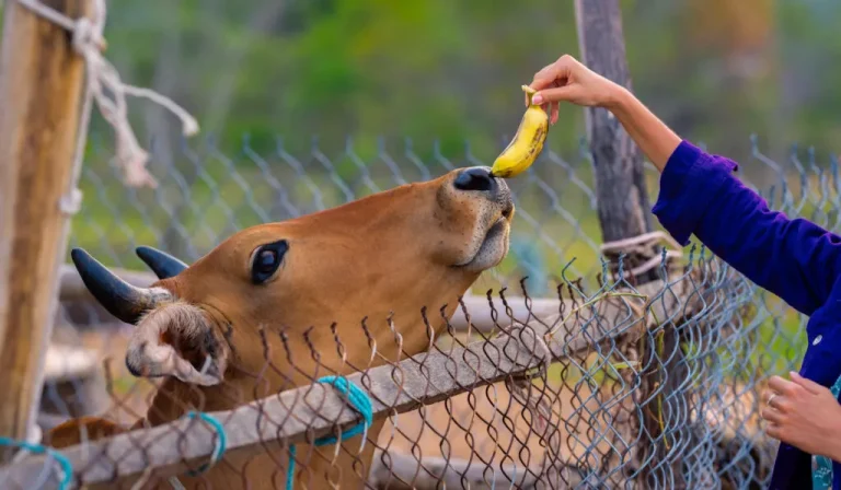 Les vaches peuvent-elles manger des bananes ?