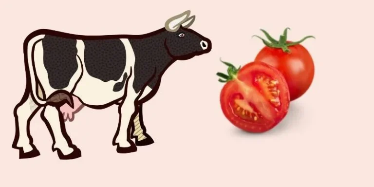 Les vaches peuvent-elles manger des tomates ? Valeur nutritionnelle