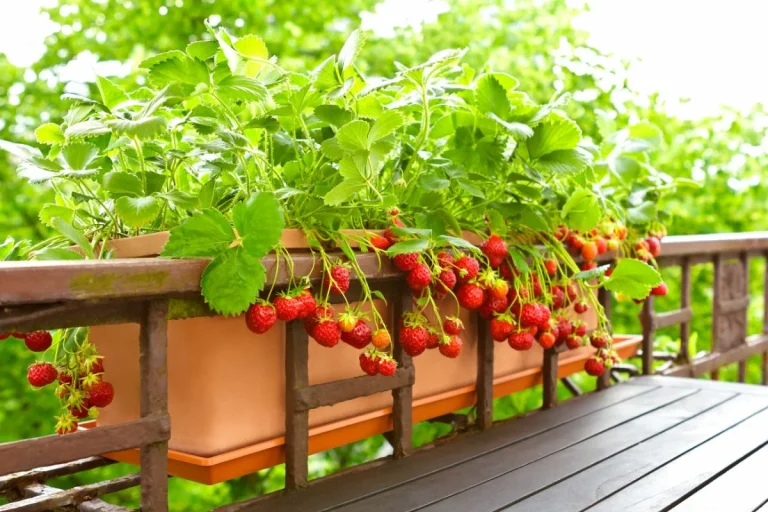 5 méthodes pour cultiver des fraises dans un petit espace