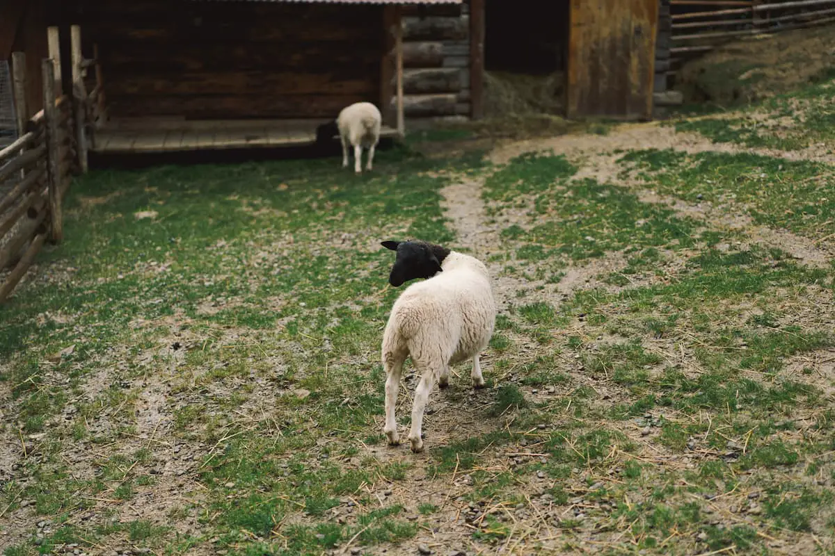 An image of a Dorper sheep on a farm