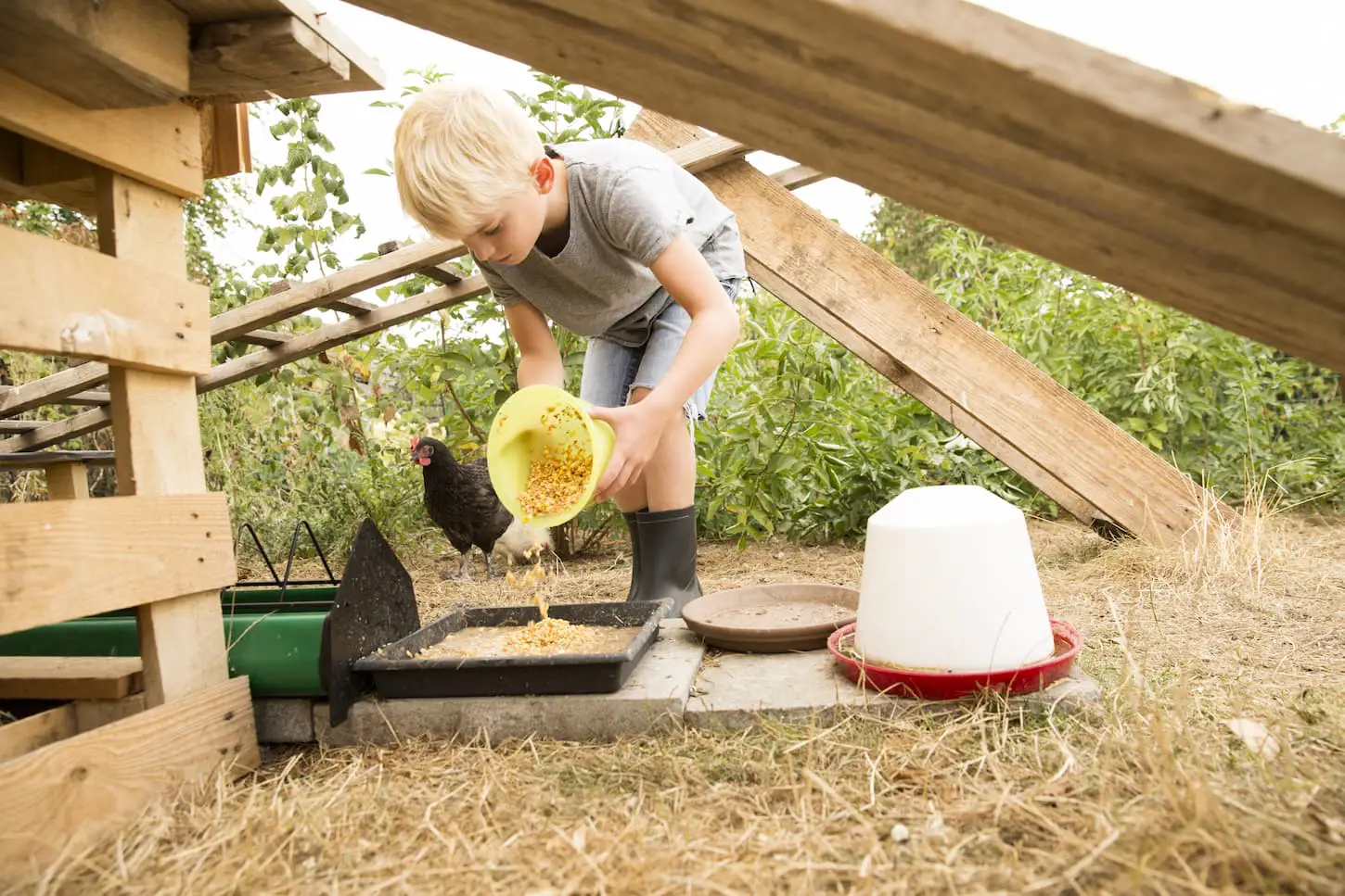 Poulets couveurs : Le guide complet