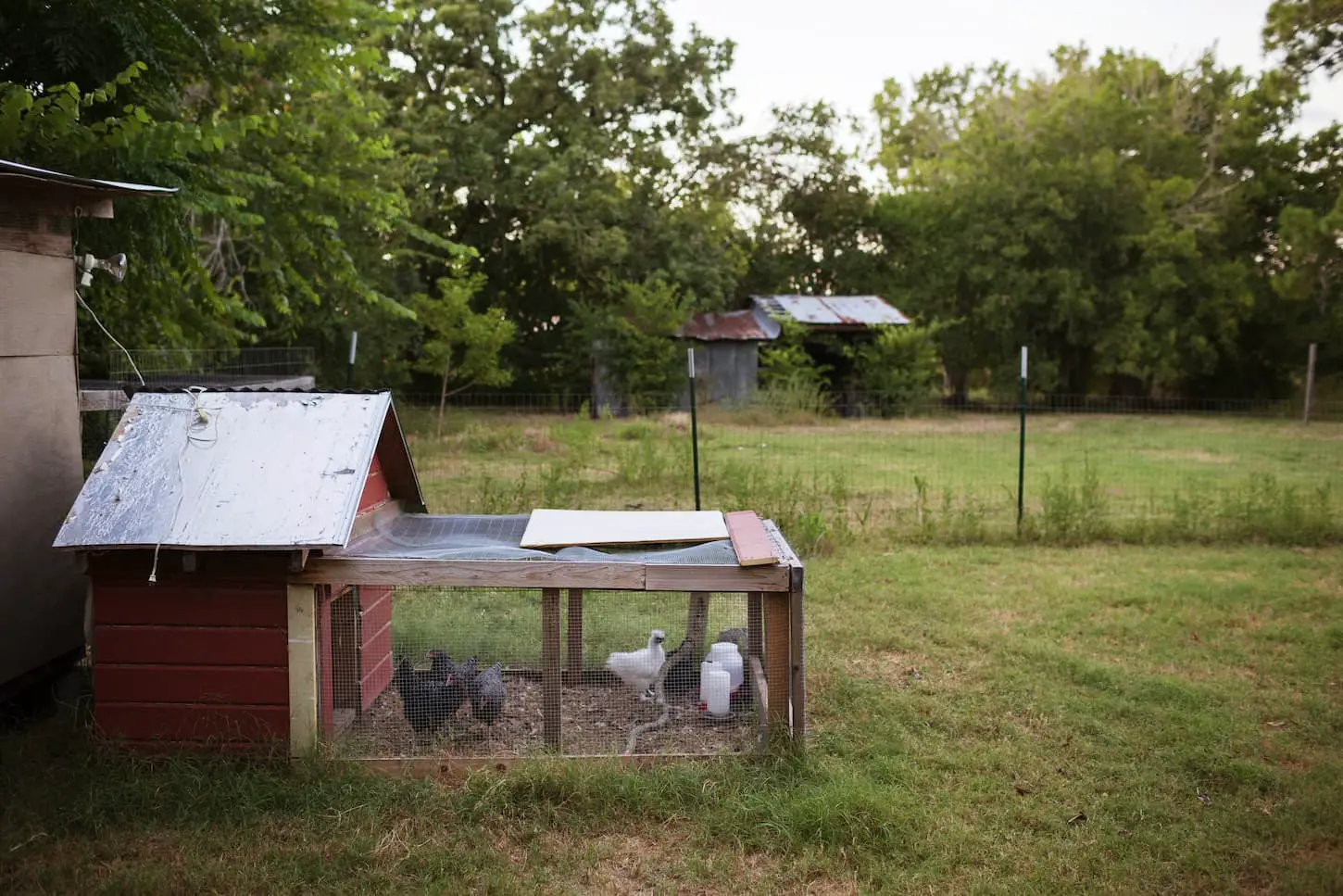 An image of chicken in coop on field.