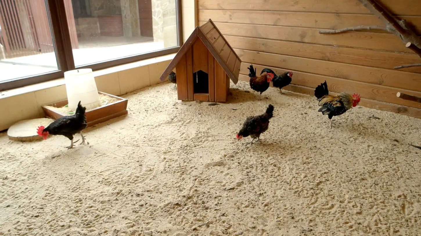 An image of hens and roosters in coop at modern farm.