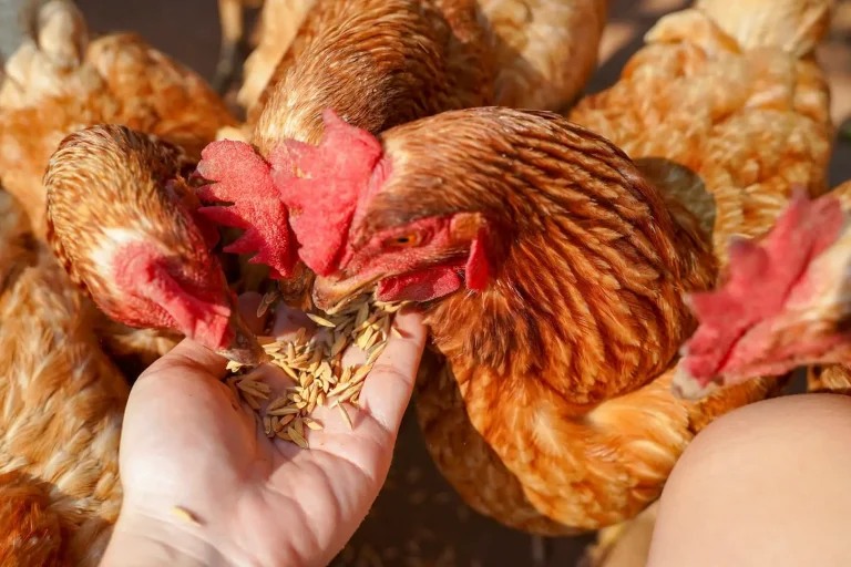 Peut-on suralimenter les poulets ?