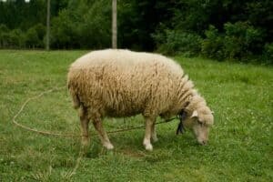 Un mouton paissant autour des renoncules