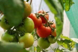 Donner des tomates aux moutons