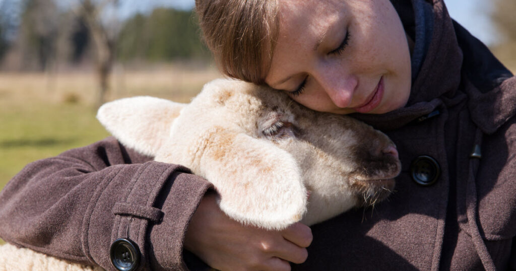 Are Sheep Good Pets