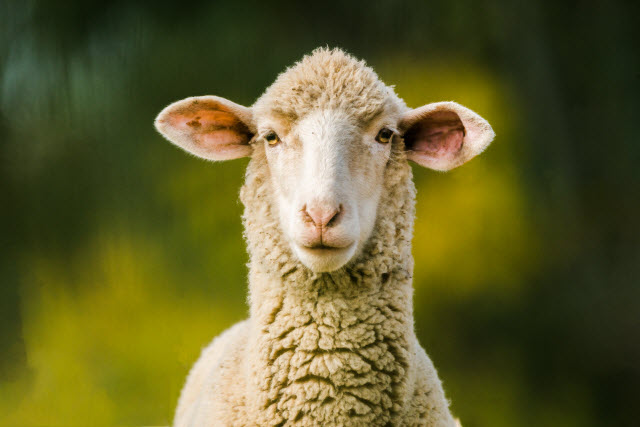 Are Sheep Intelligent?