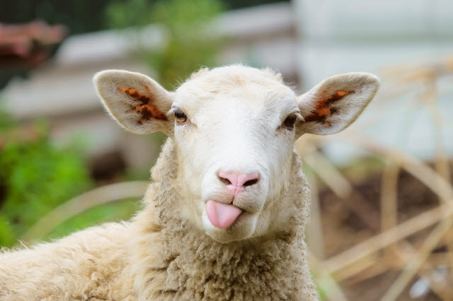 Les moutons sont-ils intelligents ?