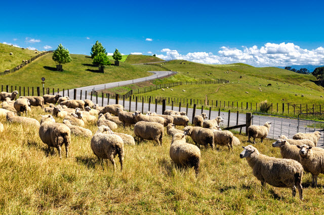 Are There More Sheep Than People in New Zealand?