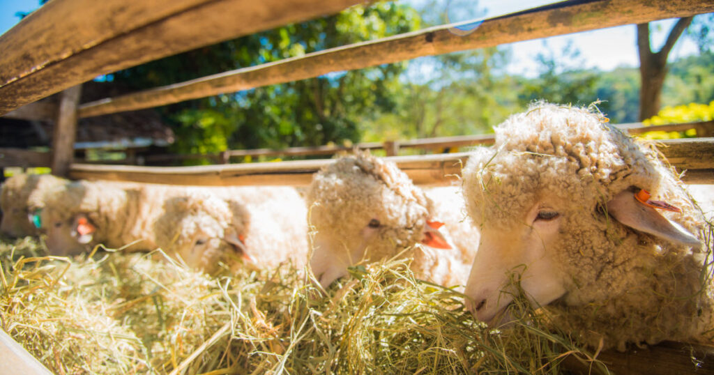 Best Hay for Sheep