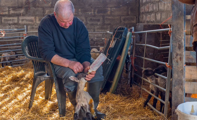 Comment élever des agneaux au biberon en bonne santé (sans perdre le sommeil)