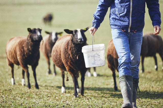 Feeding Sheep Grain - Grains and the Ruminant Digestive System