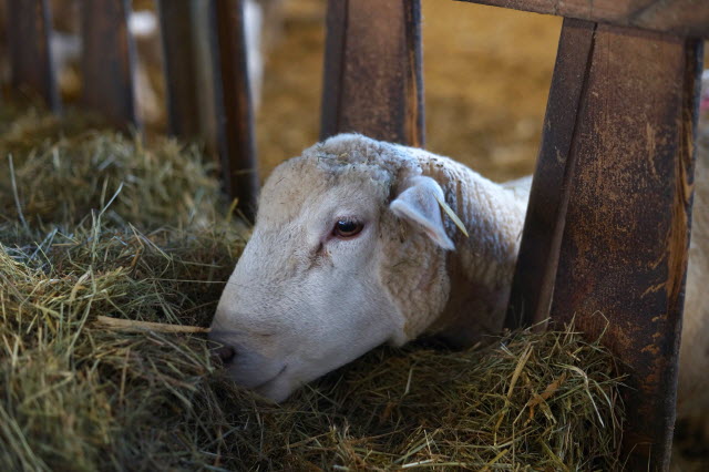 Hay for Sheep