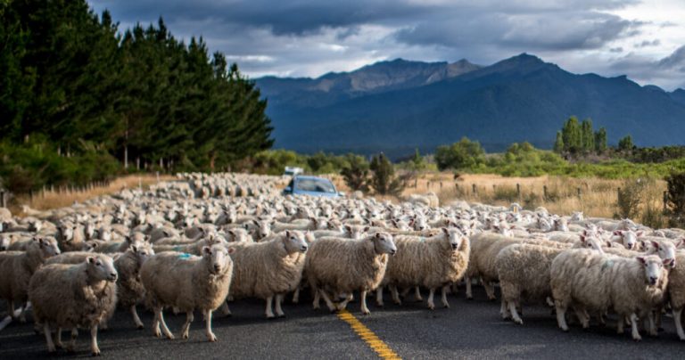 Combien y a-t-il de moutons en Nouvelle-Zélande ?