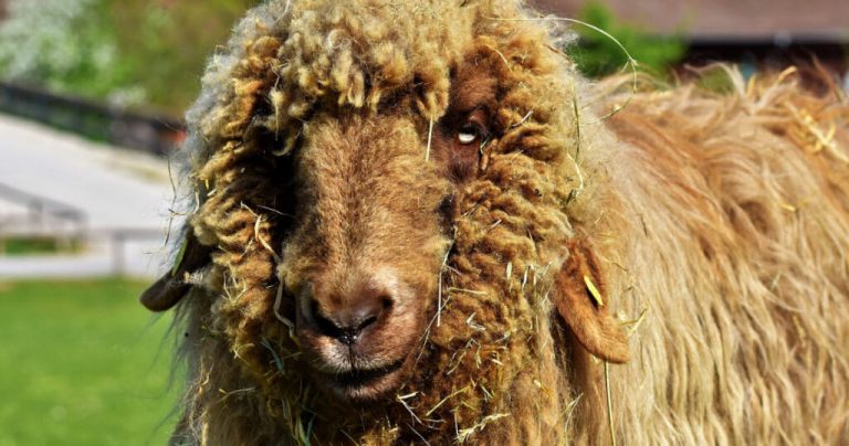 Comment garder la laine de mouton propre (conseils de gestion)