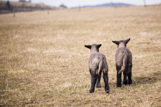 Lamb Tails Before Docking