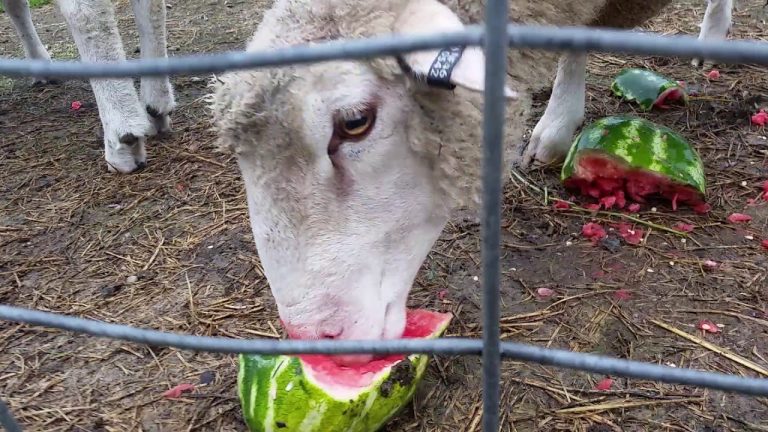 Les moutons peuvent-ils manger de la pastèque ?