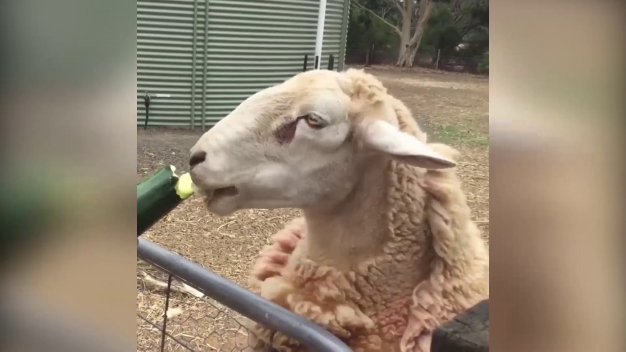 LES MOUTONS PEUVENT-ILS MANGER DES CONCOMBRES ? (VARIÉTÉS À NOURRIR !)