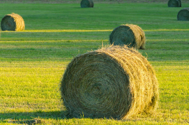 Round Hay Bales in a Field