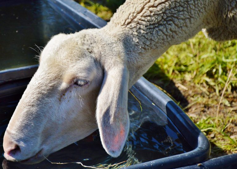 Moutons et eau. Combien d’eau un mouton boit-il par jour ? Comment l’obtenir correctement ?