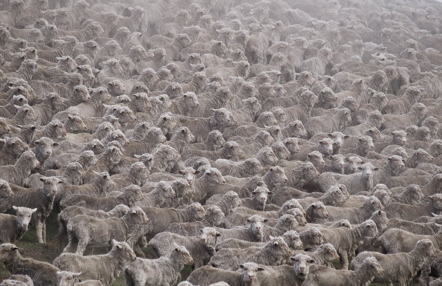 Sheep in New Zealand