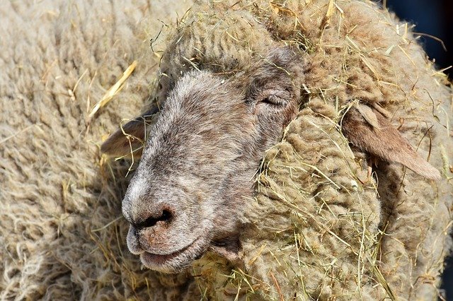 Sheep with Hay in Wool