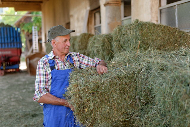 Stacking Hay Bales - The Best Hay for Sheep is Fine with more Leaf Than Stalk