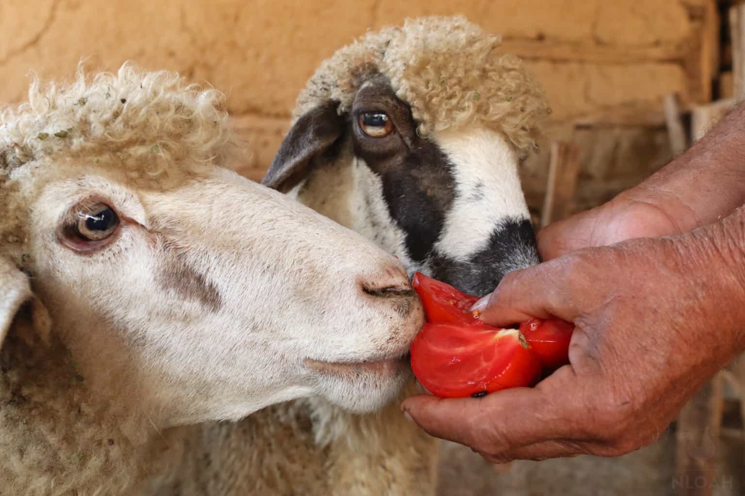 LES MOUTONS PEUVENT-ILS MANGER DES TOMATES ? CE QUE VOUS DEVEZ SAVOIR AVANT DE LES NOURRIR