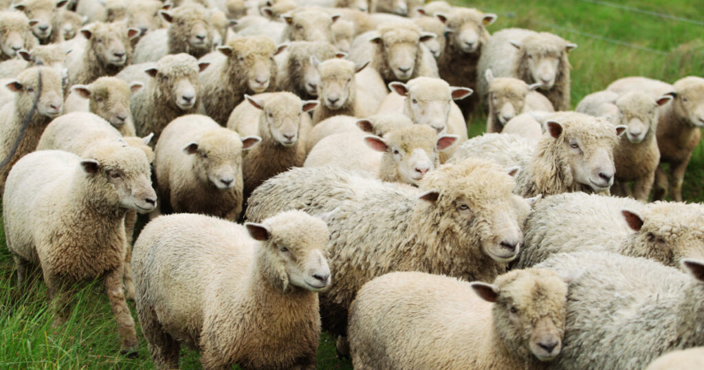 What is a Group of Sheep Called