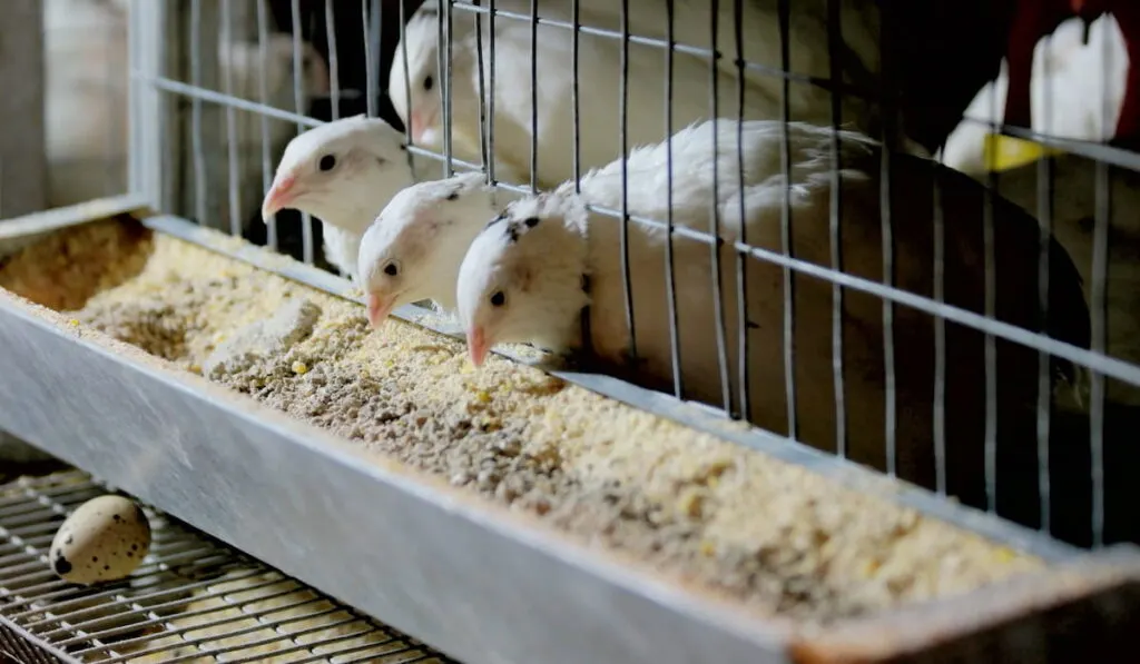 Jeunes cailles mangeant dans une cage