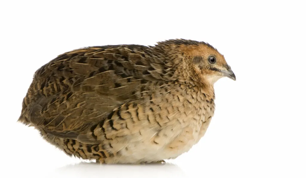 caille coturnix